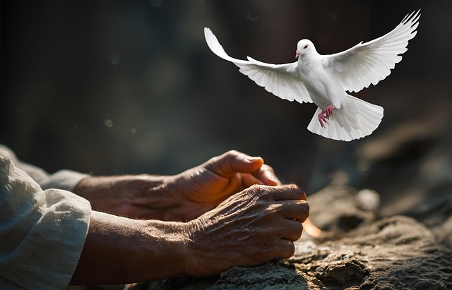 pigeon flying in front of peaceful hands